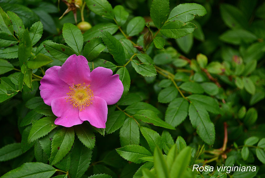 flower_nature_pink_bloom