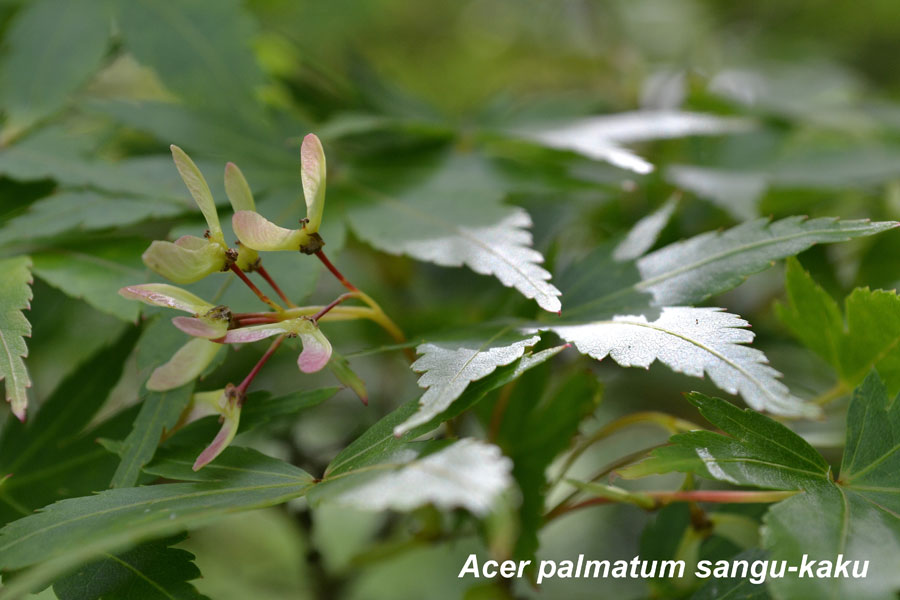 Acer-palmatum-sangu-kaku