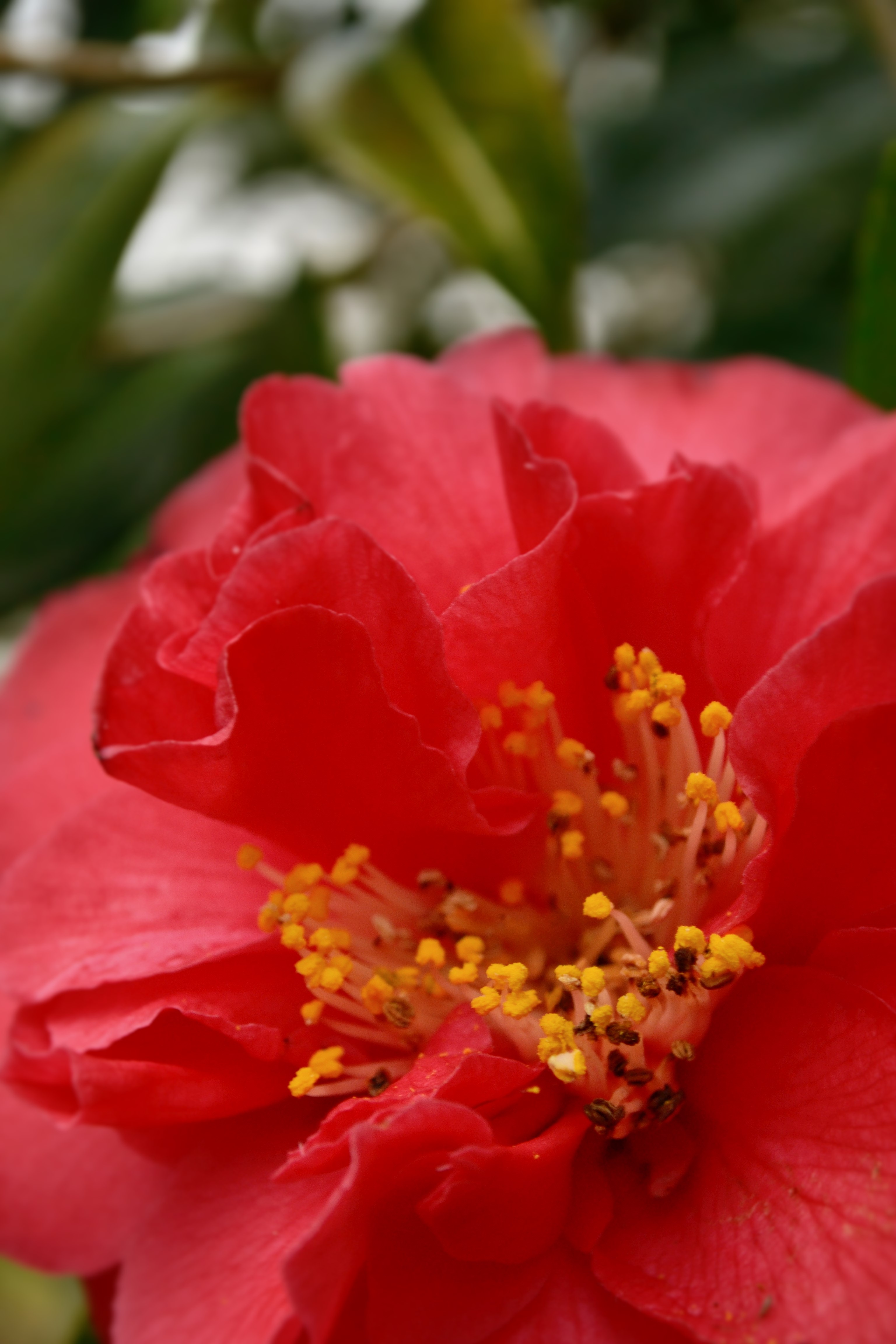 Camellia 'Clarise Carleton'