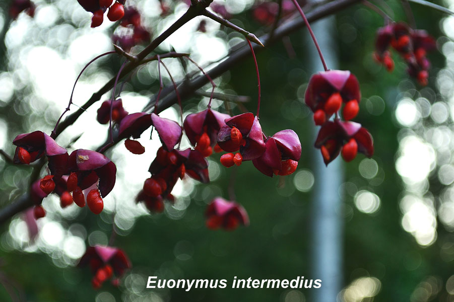 Euonymus_intermedius