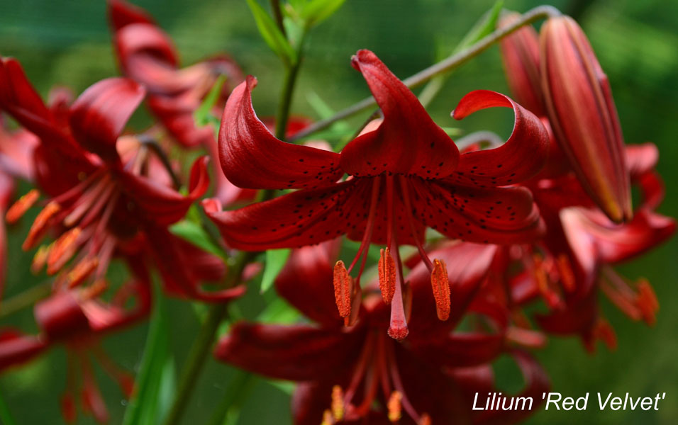 Lilium-'Red-Velvet'