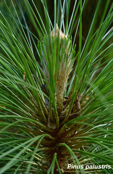 Pinus-palustris