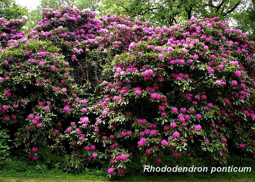 mature-Rhododendron