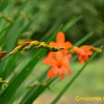 nature_orange_flower_woodland45