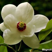 Magnolia-Siebolii-flower
