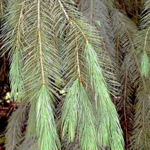 Picea-Smithiana