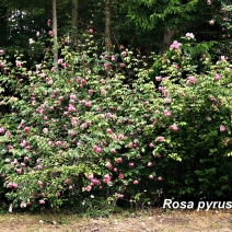 Rosa-Pyrus-Pirifolia-by-Adrian-Wates