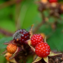 Rubus_sp.