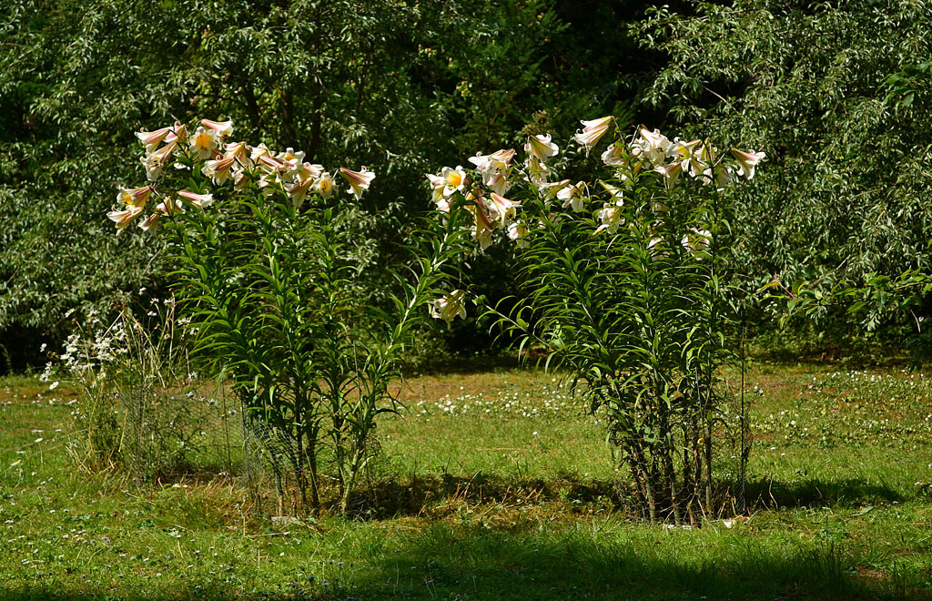 Lilium 'Trumpet seedlings'